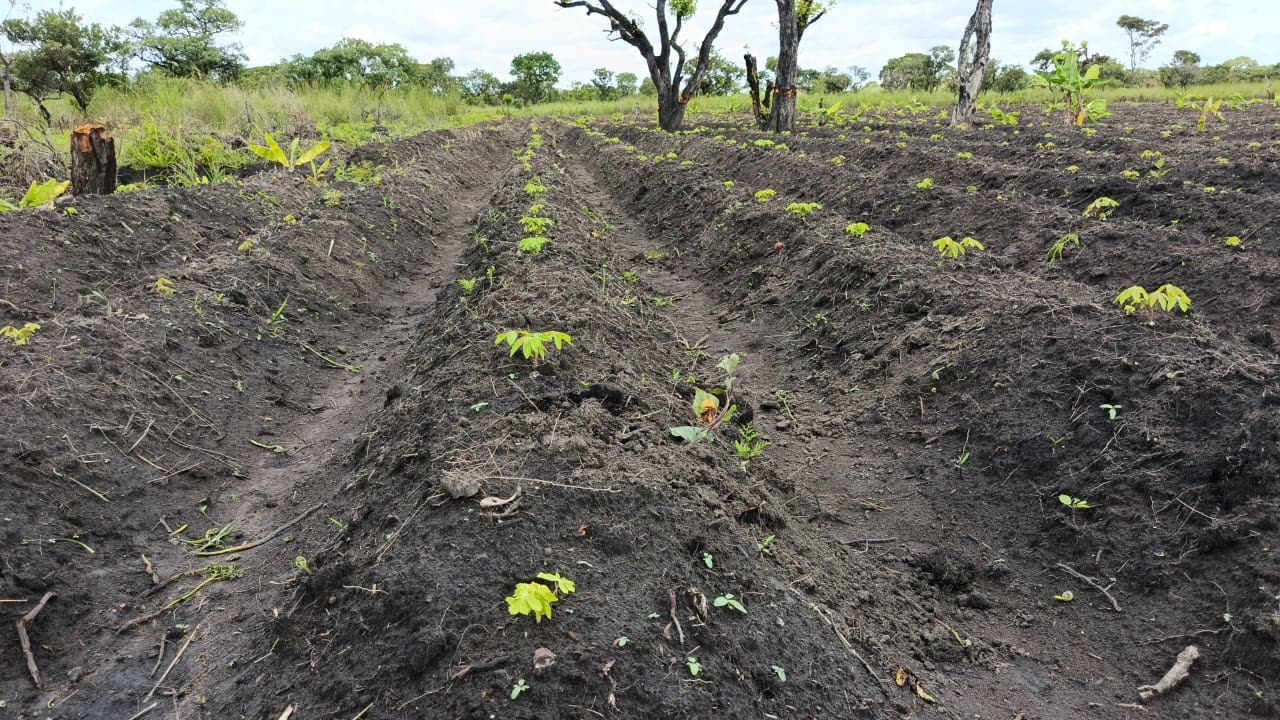 Land Preparation & Early Crop Development