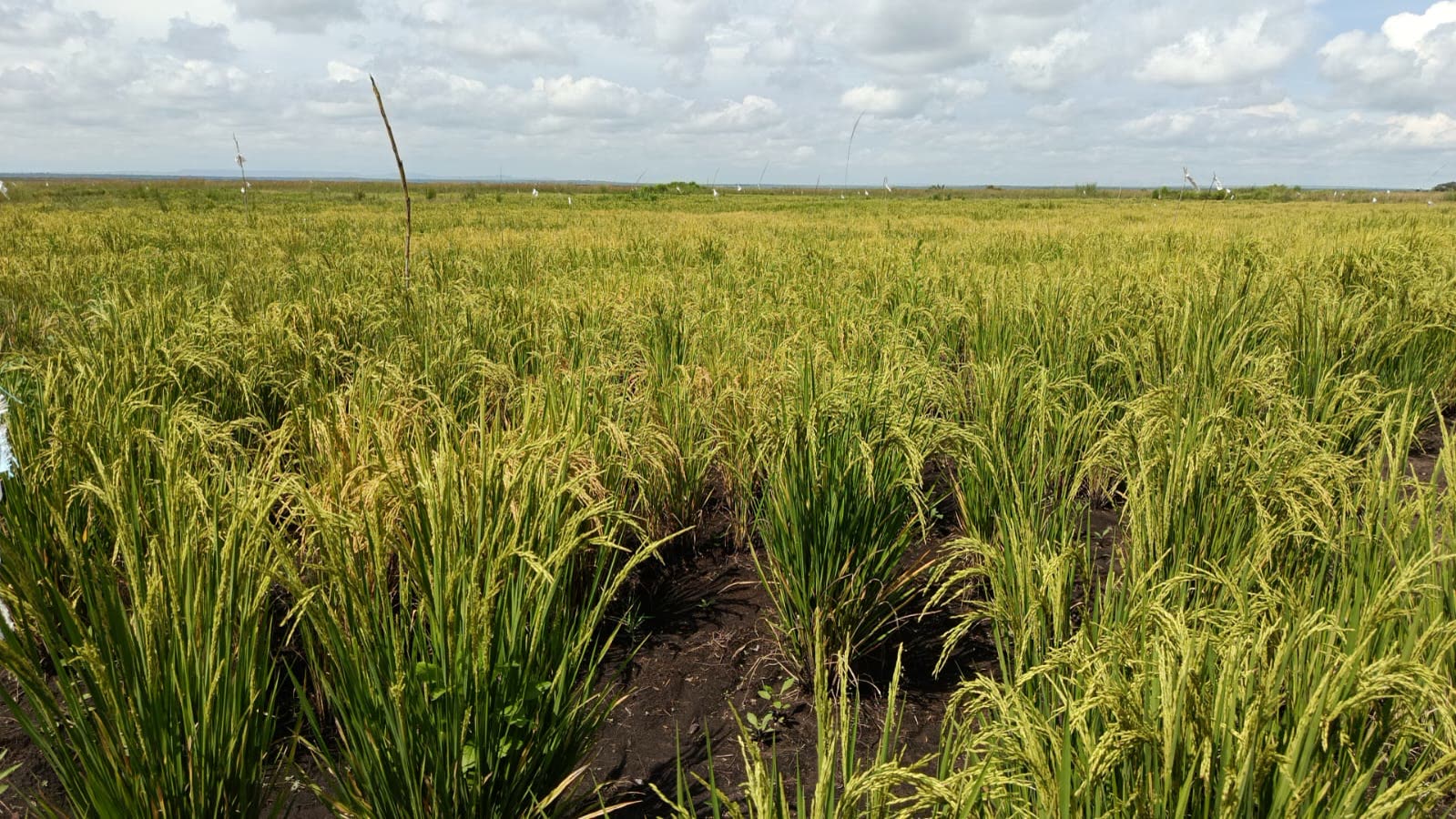 Commercial Rice Production