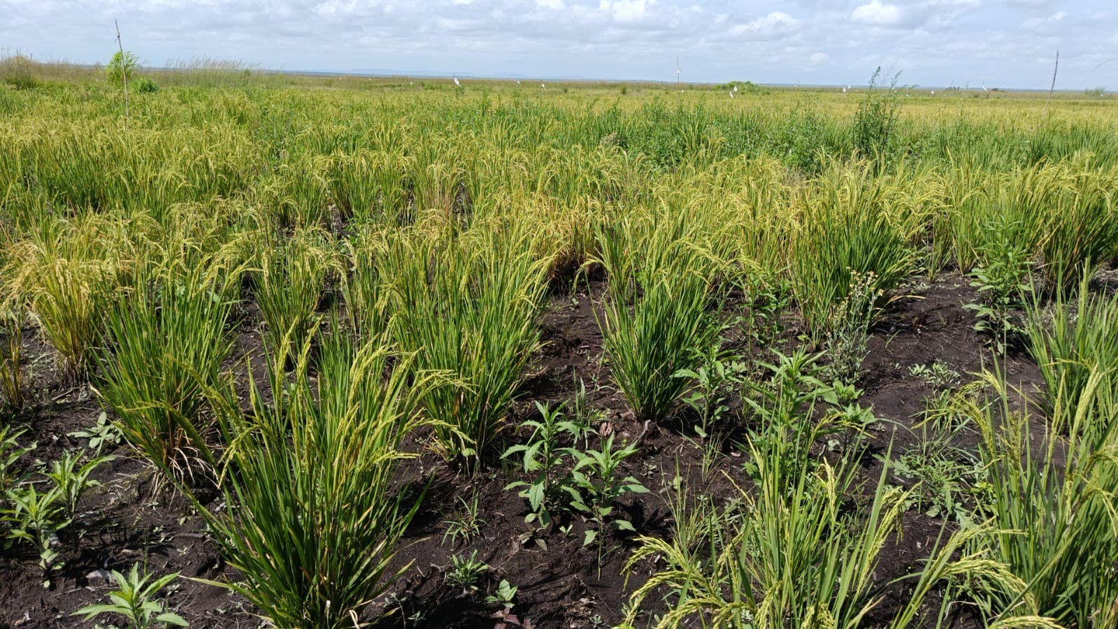 500-Hectare Agricultural Farm — Rice & Maize Production